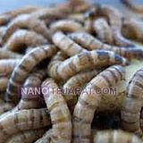 آموزش تولید کود ارگانیک آموزش تولید کود ارگانیک